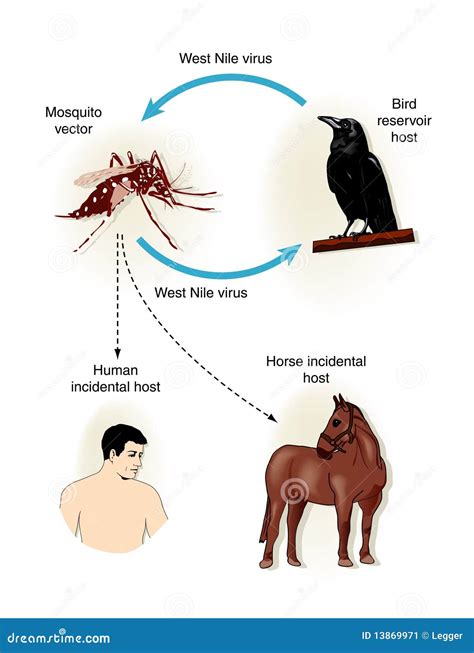 Toradh íomhá ar West Nile Virus Icon