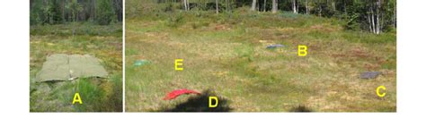 Target Layout に対する画像結果