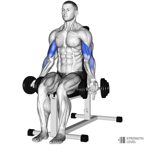 Toradh íomhá ar Sitting Dumbbell Curls