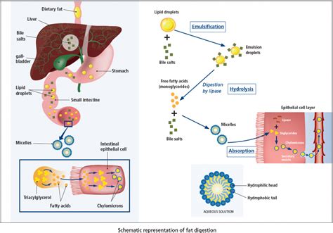 Image result for Emulsification Digestive System