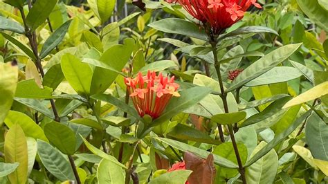 Switchable Lens Embedded Camera Sensor に対する画像結果