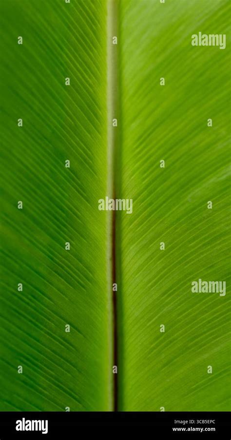 Toradh íomhá ar Feature of Parallel Leaf