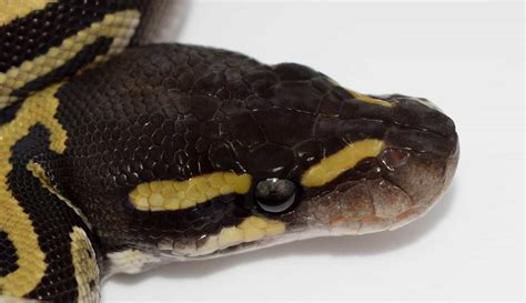 Image result for Banded Mojave Ball Python