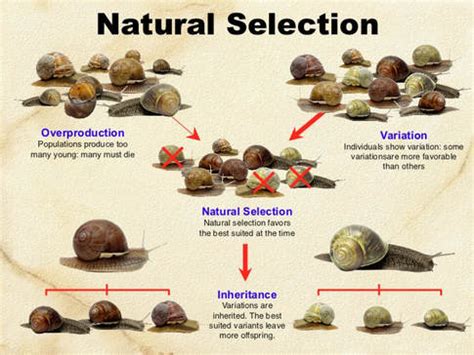 Image result for Example of Animal Evolution in Natural Selection