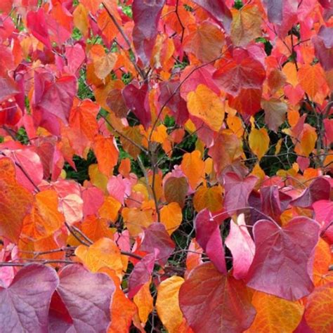 Image result for Redbud Tree Fall Color