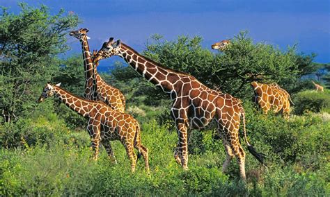 Image result for Giraffe Zebra and Tiger