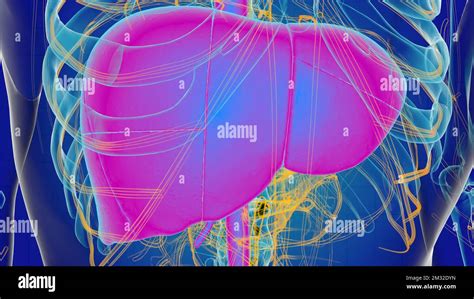 Image result for Liver Anatomy 3D View