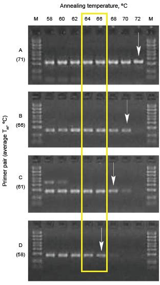Image result for Gradient PCR Bio-Rad