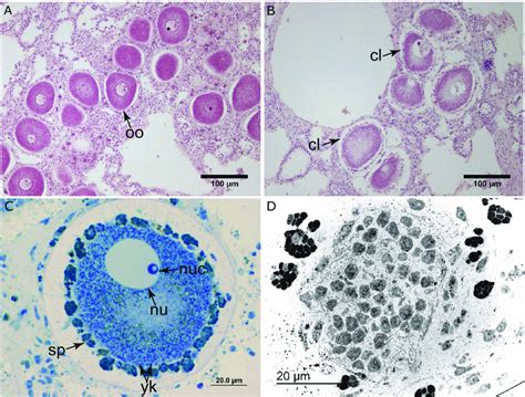 Toradh íomhá ar Microscopic Oocyte Picture