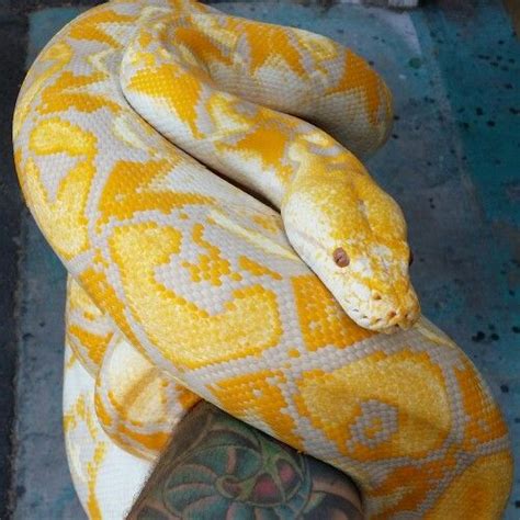 Afbeeldingsresultaten voor Lavender Reticulated Python Colors