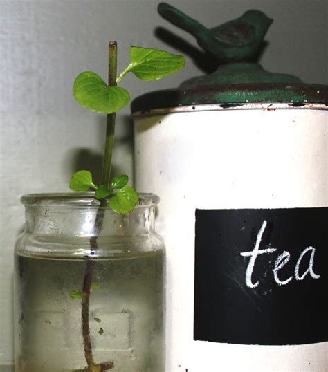 Image result for Add Water and Watch It Grow