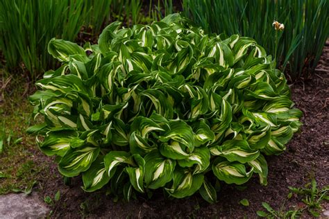 Toradh íomhá ar How to Propagate Hostas