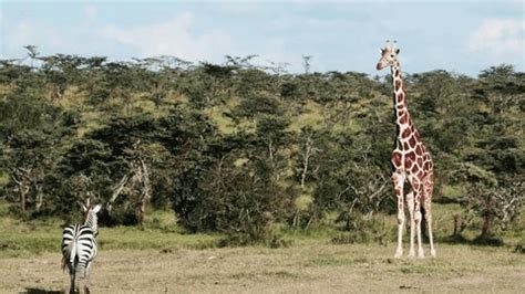 Giraffe and Zebra On Savannah に対する画像結果
