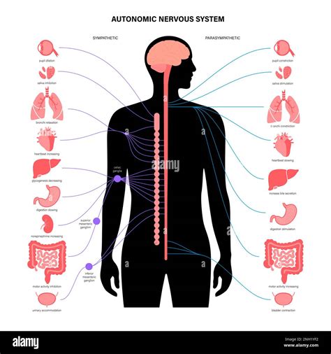 Image result for Autonomic Nervous System Model