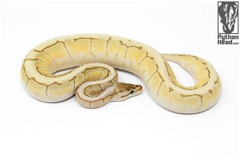 Image result for Python Head Turnaround