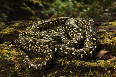 Image result for Diamond Python Skin