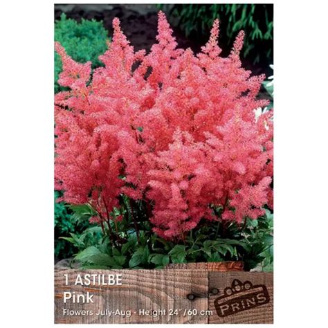 Image result for Astilbe Bulb