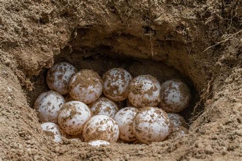Afbeeldingsresultaten voor snapping turtle eggs