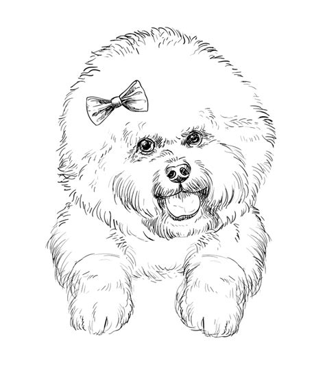 Toradh íomhá ar Bichon Drawing