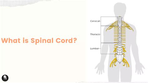 Spinal Cord Structure and Function に対する画像結果