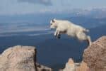 Image result for Do Mountain Goats Fall