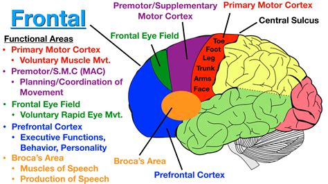 Mouse Brain Map Visual Cortex ಗಾಗಿ ಇಮೇಜ್ ಫಲಿತಾಂಶ