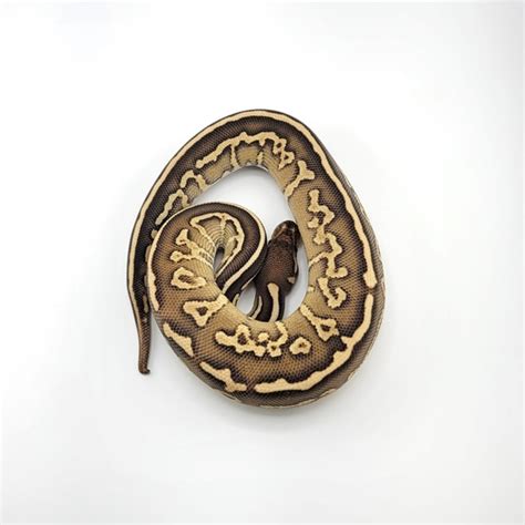 Bongo Black Pastel Lesser Ball Python に対する画像結果