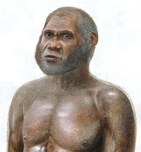 Toradh íomhá ar Evolution Tree Homosapien