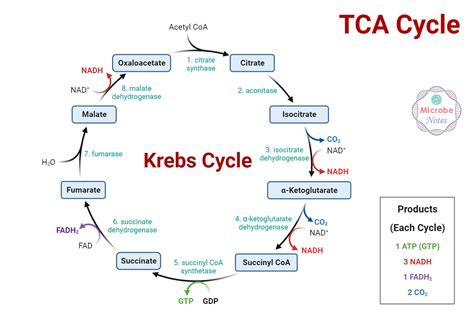 Toradh íomhá ar Cellular Respiration Easy
