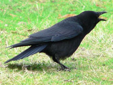 Image result for Western Crow
