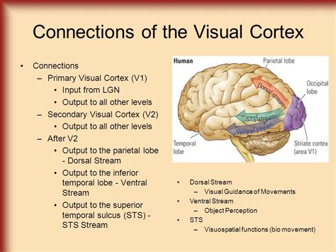 Lateral Integration Primary Visual Cortex に対する画像結果