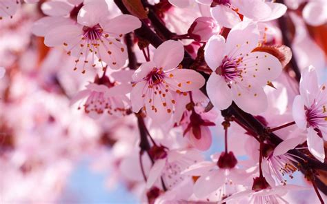 Spring Cherry Blossom Wallpapers - Top Free Spring Cherry Blossom ...
