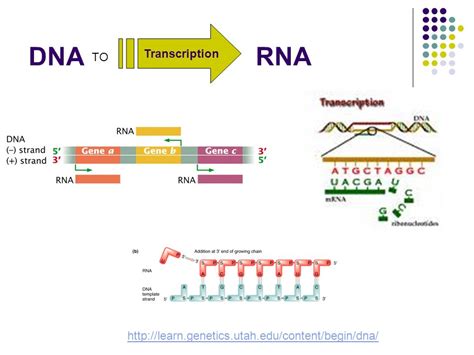 Image result for RNA Transcript
