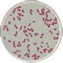 Image result for Gram Stain Virtual Lab