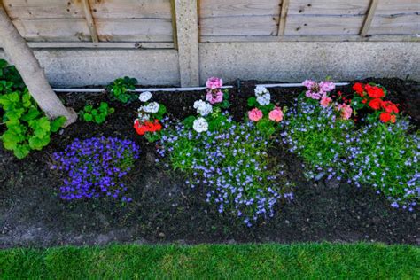 Image result for Geranium Bed