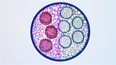 Image result for Blood Cell Using Light Microscope