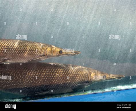 Résultat d’images pour Alligator Gar Fish 4Kuhd