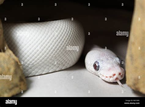 Toradh íomhá ar Ball Python Leucistic