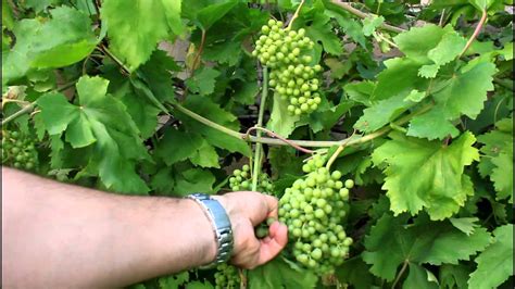Afbeeldingsresultaten voor Growing Wild Grapes