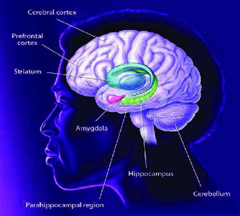 Image result for Brain Structure Side View
