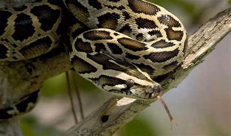 Image result for Burmese Python Genus