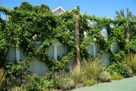 Create a privacy fence with plants! 4 methods to make your yard more ...