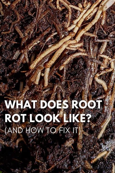 Image result for How to Treat Root Rot