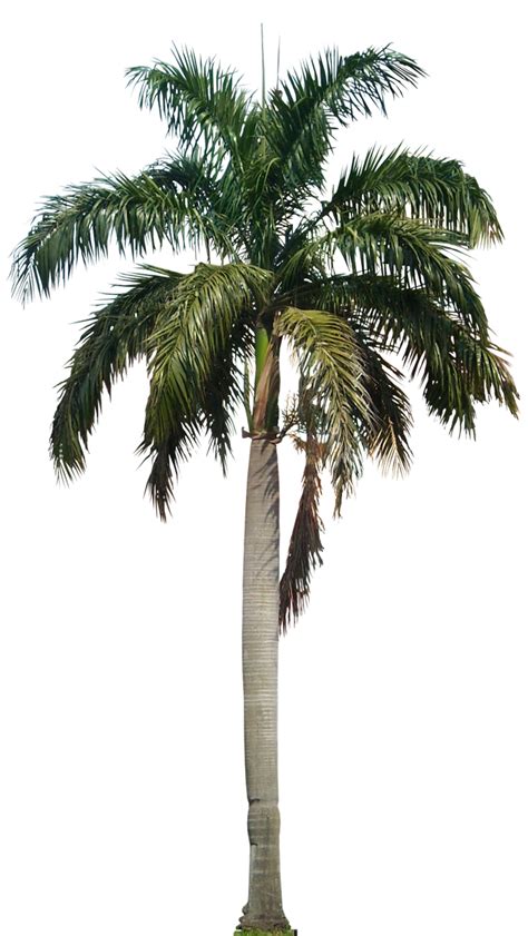 Palm Tree Sticker PNG に対する画像結果
