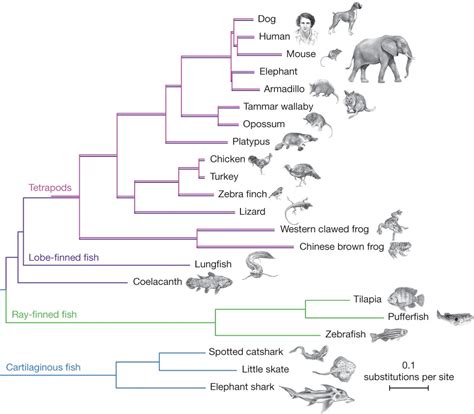 Image result for Biological Evolution Tree