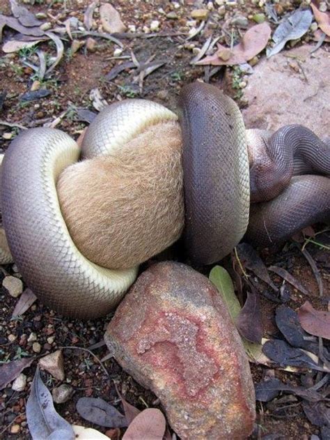 Toradh íomhá ar Python Crush