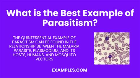 Image result for What Is Parasitism