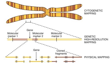 Image result for Simple Genetic Map