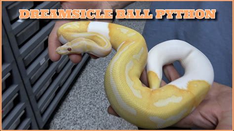 Image result for Emoji Dreamsicle Ball Python