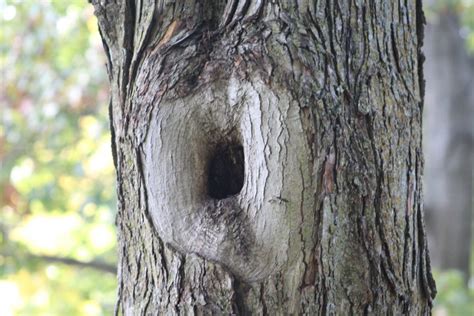 Image result for Squirrel Hunting with a Handgun